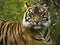 Closeup portrait of a tigers face in ZOO park