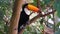 Closeup portrait of a Toco toucan in a tree, tropical bird specie from America
