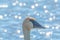 Closeup portrait of trumpeter swan head with detail of beautiful plumage, eye, and beak - shimmering water in background - taken i