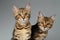 Closeup Portrait of Two Bengal Kitten on White Background