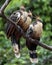 Closeup portrait of two bizarre looking colorful Hoatzins Opisthocomus hoazin sitting on branch in the Pampas del Yacuma, Bolivi