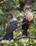 Closeup portrait of two bizarre looking colorful Hoatzins Opisthocomus hoazin sitting on branch in the Pampas del Yacuma, Bolivi