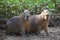 Closeup portrait of two Capybara Hydrochoerus hydrochaeris sitting on riverbank looking at camera Pampas del Yacuma, Bolivia