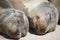 Closeup portrait of two Galapagos Fur Seals Arctocephalus galapagoensis heads side by side Galapagos Islands, Ecuador