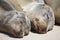 Closeup portrait of two Galapagos Fur Seals Arctocephalus galapagoensis with heads side by side Galapagos Islands, Ecuador