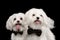Closeup Portrait of Two Happy White Maltese Dogs isolated black