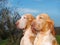 Closeup portrait of two identical purebred Italian Bracco dogs outdoors in a field