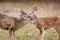 Closeup portrait of two mule deer fawns, Odocoileus hemionus, grooming