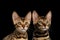 Closeup Portrait of Two Young Bengal Kittens, Isolated Black Background