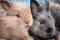 Closeup portrait of two young cuddling rabbits