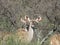 Closeup portrait of two young Kudu cow antelopes in front of a wall of dry tree branches in a bush in South Africa