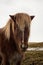 Closeup portrait of typical wild Icelandic horse pony breed farm animal in Geysir Golden Circle Iceland