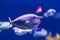 Closeup portrait of a unicornfish, funny tropical fish specie, popular aquarium pet
