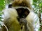 Closeup portrait of a Vervet Monkey Chlorocebus pygerythrus Hawassa Ethiopia