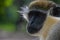 Closeup portrait of a vervet monkey looking away on blurred background