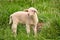 Closeup portrait of a  very cute, flurry wooly white lamb in the green grass