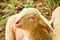 Closeup portrait of a  very cute, flurry wooly white lamb in the green grass