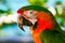 Closeup portrait of vibrant Ara parrot
