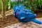 Closeup portrait of a victoria crowned pigeon couple, tropical and colorful birds from new guinea, Near threatened bird specie