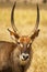 Closeup portrait of a Waterbuck antelope Kobus ellipsiprymnus in Serengeti National Park Tanzania