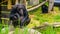 Closeup portrait of a western chimpanzee, critically endangered primate specie from Africa