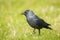 Closeup portrait of a Western Jackdaw bird Coloeus Monedula foraging in grass