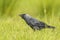 Closeup portrait of a Western Jackdaw bird Coloeus Monedula foraging in grass