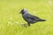 Closeup portrait of a Western Jackdaw bird Coloeus Monedula foraging in grass