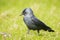 Closeup portrait of a Western Jackdaw bird Coloeus Monedula foraging in grass