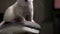 Closeup portrait of a white albino rat in the apartment
