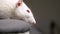 Closeup portrait of a white albino rat in the apartment