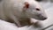 Closeup portrait of a white albino rat in the apartment