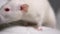Closeup portrait of a white albino rat in the apartment