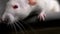 Closeup portrait of a white albino rat in the apartment