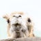 Closeup portrait of a white camel looking at the camera