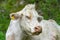 Closeup portrait of a white cow disturbed by flies in her eyes