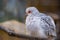 Closeup portrait of a white diamond dove, color mutation, popular tropical bird specie from Australia