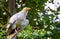 Closeup portrait of a white egyptian vulture, Scavenger bird specie from Africa