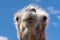 Closeup portrait of a white female camel from a low angle view