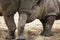 Closeup portrait of a White Rhinoceros calf