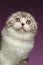 Closeup Portrait of White Scottish Fold Kitten on Purple