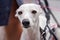 Closeup portrait of white Spanish greyhound sighthound - galgo espanol - dog`s face, ears back