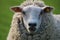Closeup portrait of a white Texel sheep grazing in farm pasture