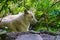 Closeup portrait of a white wolf laying on the ground, Wild dog specie from the forests of Eurasia