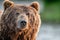 Closeup portrait of wild adult brown bear. Close up, front view. Kamchatka brown bear, scientific name: Ursus Arctos Piscator.