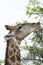 Closeup portrait of wild Angolan Giraffe Giraffa camelopardalis angolensis feeding on thorns inside Etosha National Park, Namibi