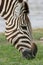 Closeup portrait of wild Burchell`s Zebra Equus quagga burchellii grazing Etosha National Park, Namibia