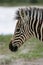 Closeup portrait of wild Burchell`s Zebra Equus quagga burchellii looking side on Etosha National Park, Namibia