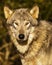 Closeup Portrait of a Wolf