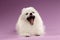 Closeup Portrait of Yawns Spitz Dog on Colored Background